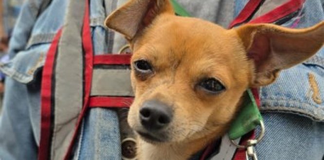 Los animales de compañía también son nuestra prioridad Los animales de compañía también son nuestra prioridad