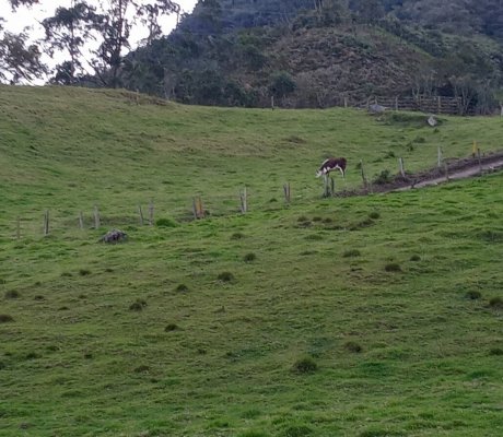 Entrega vía vereda El Uval