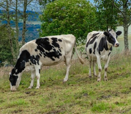 Granja Temática La Dorada