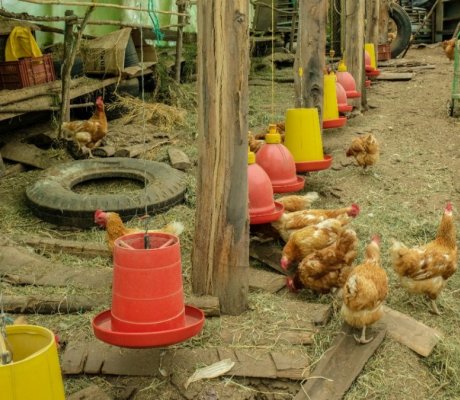 Granja Temática La Dorada