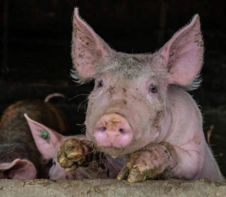 Granja Temática La Dorada